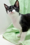 Patty the Snoopy Kitten