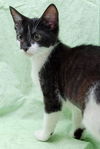 Patty the Snoopy Kitten