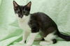 Patty the Snoopy Kitten