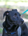 Shiloh the Shy Labrador