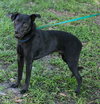 Shiloh the Shy Labrador