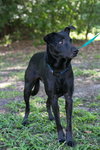 Shiloh the Shy Labrador