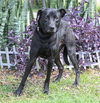 Shiloh the Shy Labrador