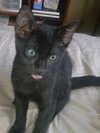 Milo the Kitten