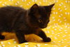 Renley the Handsome Kitten