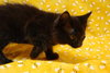 Renley the Handsome Kitten