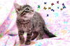 Cersci the Mild Mannered Kitten
