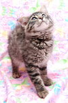 Cersci the Mild Mannered Kitten