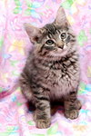 Cersci the Mild Mannered Kitten