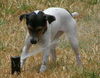 Abby the Jack Russell Puppy