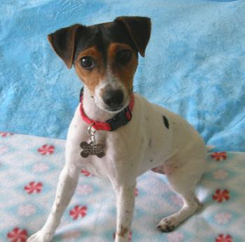 Abby the Jack Russell Puppy