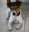 Abby the Jack Russell Puppy