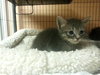 Cucumber the Kitten