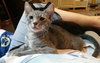 Cucumber the Kitten