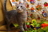 Cucumber the Kitten