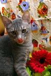 Cucumber the Kitten