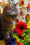 Cucumber the Kitten