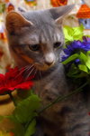 Cucumber the Kitten