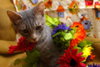 Cucumber the Kitten