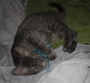 Cucumber the Kitten
