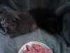 Shogun the Curious Kitten