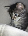 Shogun the Curious Kitten