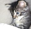 Shogun the Curious Kitten