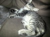 Shogun the Curious Kitten
