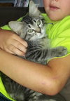 Shogun the Curious Kitten