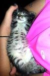 Shogun the Curious Kitten