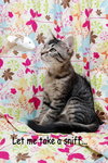 Shogun the Curious Kitten