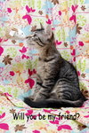 Shogun the Curious Kitten