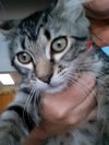 Shogun the Curious Kitten