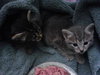 Cry Baby the Kitten with CAT-Attude!!!