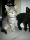 Cry Baby the Kitten with CAT-Attude!!!
