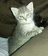 Cry Baby the Kitten with CAT-Attude!!!