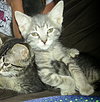 Cry Baby the Kitten with CAT-Attude!!!