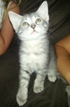 Cry Baby the Kitten with CAT-Attude!!!
