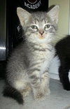 Cry Baby the Kitten with CAT-Attude!!!