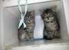 Cry Baby the Kitten with CAT-Attude!!!
