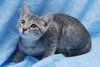 Cry Baby the Kitten with CAT-Attude!!!