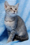Cry Baby the Kitten with CAT-Attude!!!