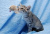 Cry Baby the Kitten with CAT-Attude!!!