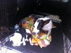 Meghan the Summer Camp Graduate Jack Russell Mama