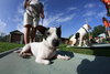 Meghan the Summer Camp Graduate Jack Russell Mama