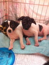 Jay the Jack Russell Puppy