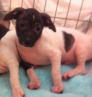 Jay the Jack Russell Puppy