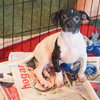 Jay the Jack Russell Puppy