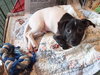 Jay the Jack Russell Puppy