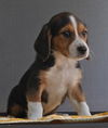 Brad the Magnificent Seven Puppy